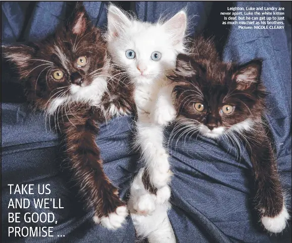 Pets Of The Week Week Of November 3 2016 Bendigo Advertiser Bendigo Vic