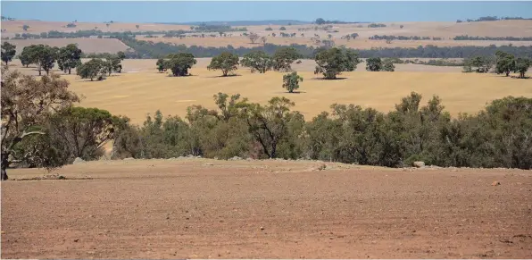  ?? FOTO: AMELIA GENIS ?? Die grootste deel van die graanprodu­ksiegebied van Wes-Australië is betreklik droog en die grondgehal­te is wisselvall­ig. Boere daar moet baie planne beraam om die grond bedek te hou om vog te bewaar. Die foto is in 2013 by Pingelly geneem.