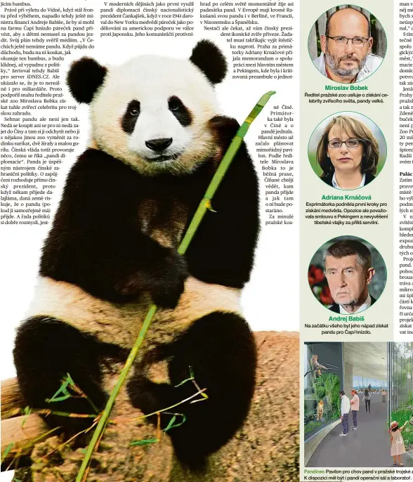  ?? Foto: Zoo Praha, AND ?? Ředitel pražské zoo usiluje o získání celebrity zvířecího světa, pandy velké. Adriana Krnáčová Exprimátor­ka podnikla první kroky pro získání medvěda. Opozice ale považovala smlouvu s Pekingem a nevyvěšení tibetské vlajky za příliš servilní. Andrej Babiš Na začátku všeho byl jeho nápad získat pandu pro Čapí hnízdo. Pandinec Pavilon pro chov pand v pražské trojské zoo měl stát dvě stě milionů korun. K dispozici měl být i pandí operační sál a laboratoř. Miroslav Bobek