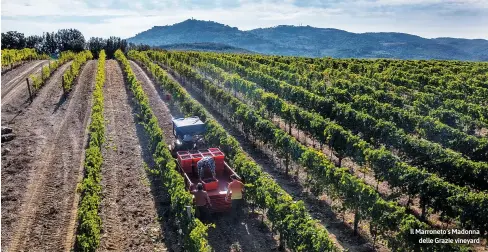  ?? ?? Il Marroneto’s Madonna delle Grazie vineyard