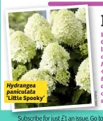  ??  ?? ‘Li le Spooky’ Hydrangea paniculata