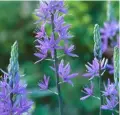  ??  ?? Camassia leichtlini­i subsp. suksdorfii Loose spires up to 1.3m tall carry clusters of lilac star-shaped blooms. This meadow flower from North America is happiest in moist soil or partial shade.