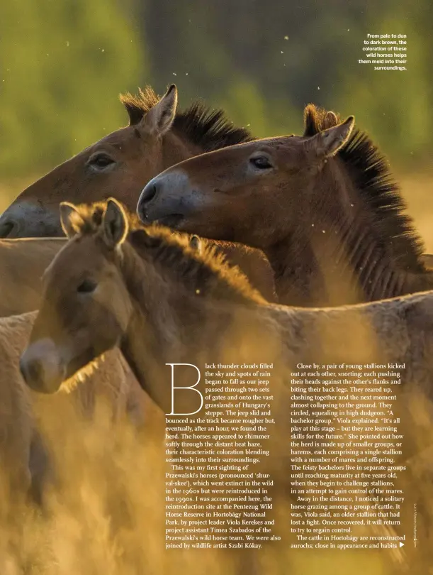  ??  ?? From pale to dun to dark brown, the coloration of these wild horses helps them meld into their surroundin­gs.