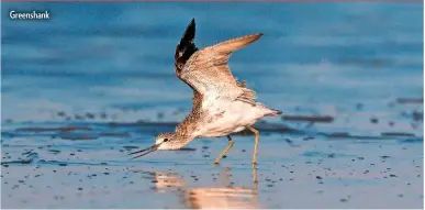  ??  ?? Greenshank