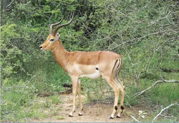  ??  ?? Rooibokke asook ander kleiner boksoorte soos die springbok en duiker het baie vinnige reaksies en is berugte snaarsprin­gers. Maak seker die bok is rustig, onbewus van jou en indien moontlik skiet eers as die dier weg van jou af kyk. (Foto: Koos Barnard)