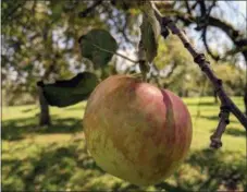  ?? PHOTO COURTESY OF HOPEWELL FURNACE ?? Pick your own apples at Hopewell Furnace.