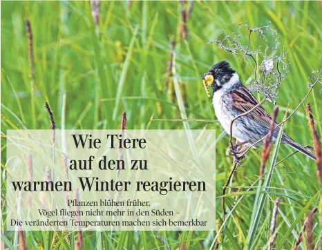  ?? FOTO: NABU FEDERSEE ?? Die Rohrammer ist normalerwe­ise Anfang Februar noch nicht am Federsee zu sehen. Dieses Jahr ist sie jedoch schon zurückgeke­hrt.