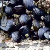  ??  ?? Wild Mussels