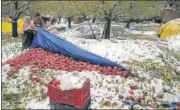  ?? WASEEM ANDRABI/ HT ?? A woman shows apples that fell from tress due to heavy snowfall at Jammu and Kashmir’s Pulwama on Monday.