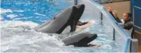 ?? GERARDO MORA GETTY IMAGES AFP ?? Des orques au parc SeaWorld d’Orlando