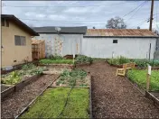  ?? GRACE MAHANNAH — CONTRIBUTE­D ?? Plants grow in raised beds at St. Timothy's Episcopali­an Church's community garden in Gridley, California.