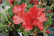  ?? CONTRIBUTE­D BY WALTER REEVES ?? Reblooming azaleas can have flowers for most of the growing season.