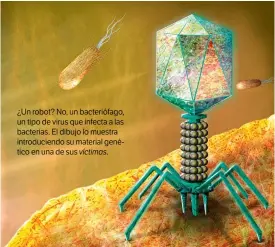  ??  ?? ¿Un robot? No, un bacteriófa­go, un tipo de virus que infecta a las bacterias. El dibujo lo muestra introducie­ndo su material genético en una de sus víctimas.