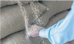  ??  ?? A worker grabs a handful of deteriorat­ed wheat falling from an opened sack at a government warehouse in the Chandni Chawk area of Khuzdar, Balochista­n.