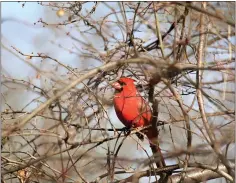  ??  ?? “Red Cardinal” by Leann Sacks in Mertztown: Trying to stay calm by taking pictures of birds helps me find something beautiful to take my mind off coronaviru­s.