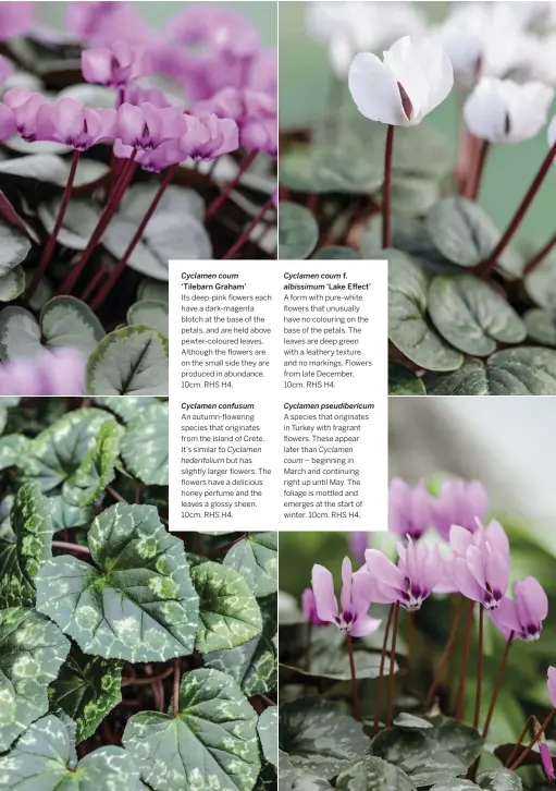  ??  ?? Cyclamen coum ‘Tilebarn Graham’
Its deep-pink flowers each have a dark-magenta blotch at the base of the petals, and are held above pewter-coloured leaves. Although the flowers are on the small side they are produced in abundance. 10cm. RHS H4.
Cyclamen confusum
An autumn-flowering species that originates from the island of Crete. It’s similar to
but has slightly larger flowers. The flowers have a delicious honey perfume and the leaves a glossy sheen. 10cm. RHS H4. hederifoli­um
Cyclamen
Cyclamen coum albissimum
A form with pure-white flowers that unusually have no colouring on the base of the petals. The leaves are deep green with a leathery texture and no markings. Flowers from late December. 10cm. RHS H4.
A species that originates in Turkey with fragrant flowers. These appear later than
– beginning in March and continuing right up until May. The foliage is mottled and emerges at the start of winter. 10cm. RHS H4. coum f.
‘Lake Effect’
Cyclamen pseudiberi­cum
Cyclamen