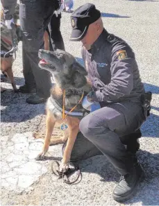  ?? FOTO: HANDOUT/POLIZEI-NGO HÉROES DE 4 PATAS/DPA ?? Der Polizeihun­d Chusky bei seiner Ehrung als Rettungshu­nd im Jahr 2016. Der mittlerwei­le „pensionier­te“Polizeihun­d hat während seiner aktiven Laufbahn zahlreiche Vermisste aufgespürt, unter anderem nach dem Erdbeben in Haiti.