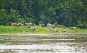  ??  ?? Rare sightings: Foreigners camp out for months along the Kinabatang­an River just for a glimpse of the pygmy elephants.
