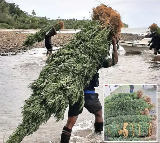  ?? Photos: Fiji Police Force. ?? Police Officers carrying the uprooted marijuana plants in Kadavu. Inset(left): uprooted marijuana plants.