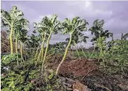  ??  ?? When it began, Plant It Forward calculated that Houston’s demand for locally grown vegetables, year-round growing season and ready availabili­ty of underused land meant a refugee who farmed could break free of poverty.