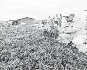  ?? — Gambar Bernama ?? PROSES PENGERINGA­N: Azhar melihat rumpai laut yang dalam proses pengeringa­n sewaktu meninjau ladang rumpai laut di perairan Semporna, kelmarin.