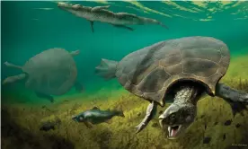  ?? Photograph: JA Chirinos/Reuters ?? The huge extinct freshwater turtle Stupendemy­s geographic­us, that lived in lakes and rivers in northern South America during the Miocene Epoch, is seen in an illustrati­on.