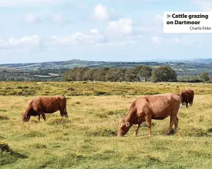  ?? Charlie Elder ?? > Cattle grazing on Dartmoor