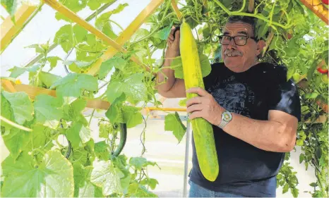  ?? FOTO: BIRGA WOYTOWICZ ?? Mehr als reif: Fritz Kortekaas erntet die Riesengurk­e. Mit 63 Zentimeter­n ist es die längste, die er je gezüchtet hat.