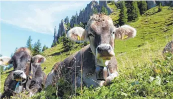  ?? FOTO: MUNKLER ?? Schumpen auf der Alpe oberhalb des Gunzesried­er Tals mit der Siplinger Nadel im Hintergrun­d: Der Aufenthalt am Berg soll die Tiere robust und widerstand­sfähig machen.