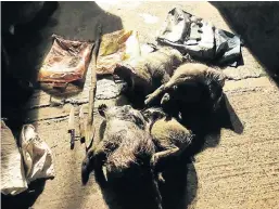  ??  ?? POACHING SPOILS: Three men were arrested by Warrant Officer Tertius Neethling in the early hours of Monday morning for illegal hunting. The men had in their possession two dismembere­d warthogs and five hunting dogs