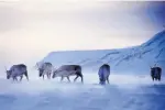  ?? ASSOCIATED PRESS ?? Reindeer forage for food on the island of Spitsberge­n in Norway. Reindeer are getting smaller while the Arctic is getting warmer.