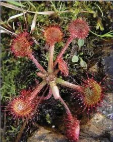  ??  ?? The Round-leaved Sundew, the commonest insectivor­ous plant found in Irish bogs.