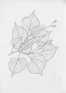  ?? ?? Line drawing of lime tree leaves by Donald Pigott