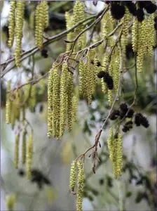  ??  ?? Catkins and last year’s female cones on an Alder tree.