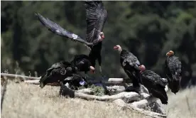  ?? Marcio José Sánchez/AP ?? California condors at a watering hole in the Ventana Wilderness, California. The bird is making an impressive comeback from near extinction three decades ago. Photograph: