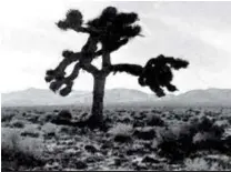  ??  ?? The joshua tree, el árbol que es la portada del disco.