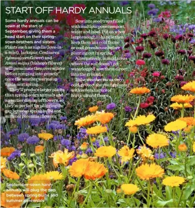  ??  ?? September-sown hardy annuals will plug the gap between spring bulbs and summer perennials