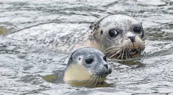  ?? FOTO: DPA ?? Ein wachsames Auge hat die Seehundmut­ter auf ihr neugeboren­es Baby.