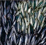  ??  ?? Herring are unloaded from a fishing boat in Rockland, Maine. A study published June 11 finds a warmer world may lose a billion tons of fish and other marine life by the end of the century. The internatio­nal study used computer models to project that for every degree Celsius the world warms, the total weight of life in the oceans drop by 5%.