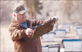  ?? Canadian Press photo ?? Alberta beekeeper Grant Hicks inspects his beehives in Keremeos, B.C. on the weekend. Hicks is concerned about the price drop of Canadian honey and some are blaming a global glut of cheap, low-quality Chinese exports.