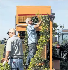  ?? JULIE JOCSAK/POSTMEDIA NEWS ?? (right) Len Van Hoffen, Niagara College grad and Vailmont employee, feeds vines of hops into the harvester. Niagara College students were able to see a hop harvest during Niagara College’s first harvest of their new crop at the Niagara-on-the-Lake...