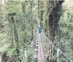  ??  ?? A visitor navigates a suspension bridge on the Rotorua Canopy Tours adventure.