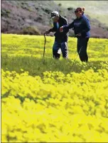  ??  ?? Ederlyn Suriaga brings her 93-yearold father Prudencio
to visit the oxalis super bloom along Highway
1 near Davenport.