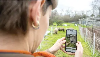  ?? — AFP photos ?? Vukicevic takes pictures of sheep for the farm’s Facebook page in Santa Cruz, California.