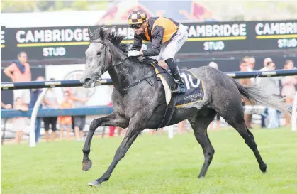  ?? Photo / Trish Dunell ?? Danzdanzda­nce takes on Melody Belle in the Bonecrushe­r New Zealand Stakes on Saturday.