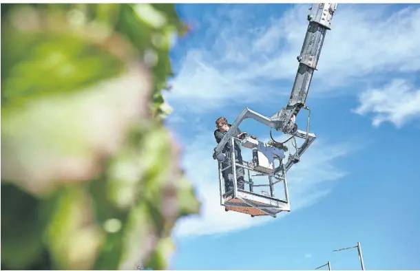  ?? ?? So entsteht eine grüne Fassade: Der vertikale Garten des Moerser Energiever­sorgers ist eine der aktuell größten begrünten Flächen.