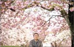  ?? AFP ?? Hideaki Tanaka, manager of the Flower Associatio­n of Japan, underneath blooming cherry trees at a farm in Yuki, Ibaraki prefecture.