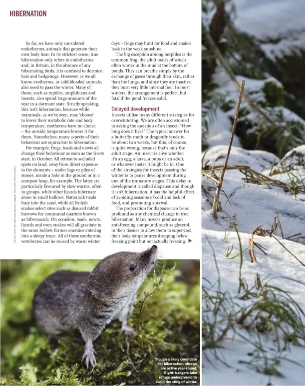  ??  ?? Though a likely candidate for hibernatio­n, shrews are active year-round. Right: badgers take refuge undergroun­d to avoid the sting of winter.