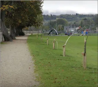  ??  ?? ABOVE: A row of trees which were snapped in half at the People’s Park in Bray.