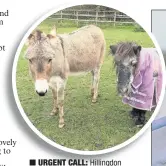  ??  ?? n URGENT CALL: Hillingdon RSPCA needs donations to help its horses and donkeys